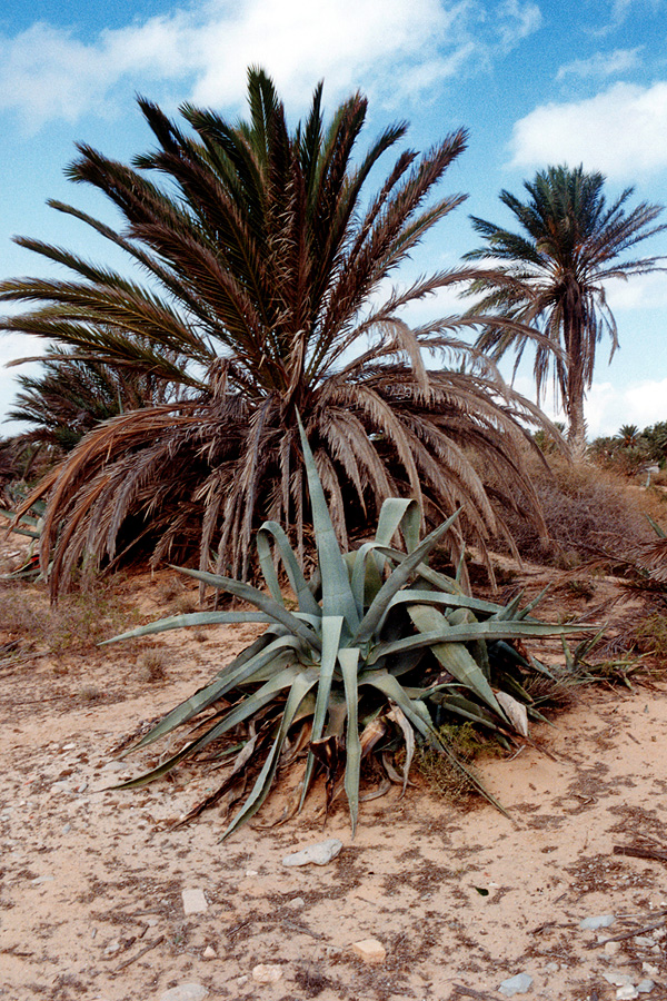 « La flore du désert près de Tataouine... » - Tunisie